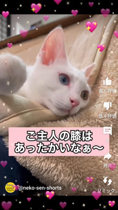 全商品オープニング価格 ハート型 猫ちゃん つぶれ ぶさかわ猫 ステッカー