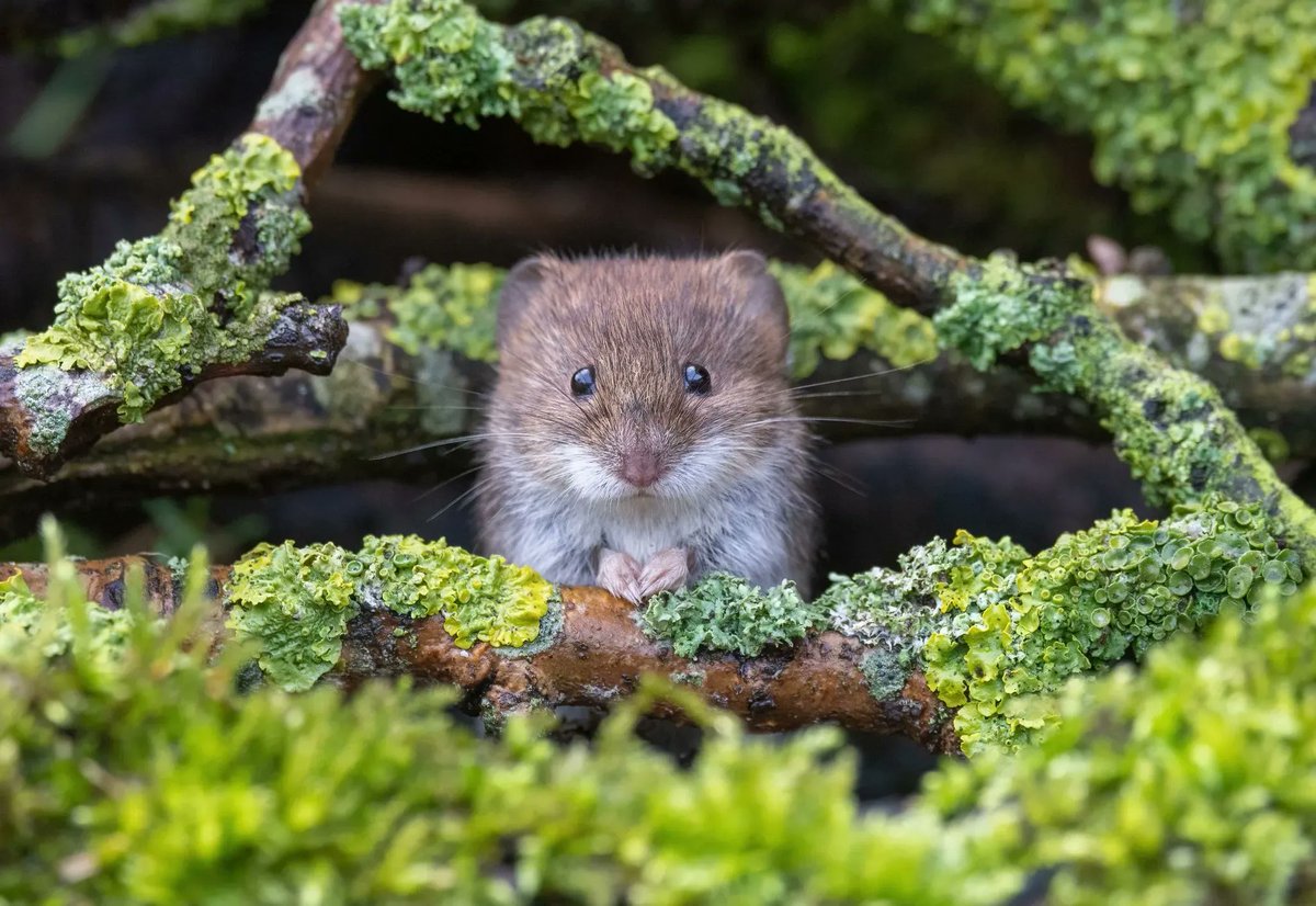 Norfolk Wildlife Trust tweet media