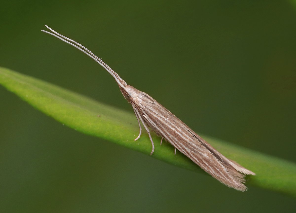 Sluipmoordenaar stikstof: feit of fabel?
"Wat dat betreft hebben vlinders en stikstof eerder
een haat-liefde verhouding."
Artikel over vlinders en stikstof: t.ly/GvoJE
#stikstof #sluipmoordenaarstikstof #vlinders #nachtvlinders #natuurbescherming #boeren #wnf #wwf