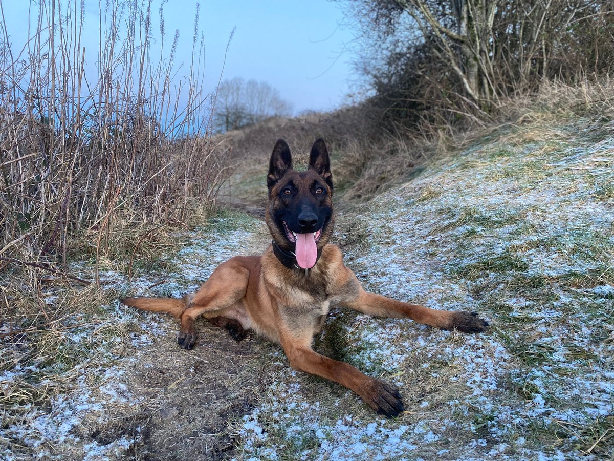 Excellent joint effort from #PDDare and @polscotair in Blantyre searching for a high risk missing person. Thanks to them they are now getting medical attention #NotJustCrime #ItsOkayToNotBeOkay #PoliceDogsOfTwitter #TeamWorkMakesTheDreamWork 🐾🏴󠁧󠁢󠁳󠁣󠁴󠁿