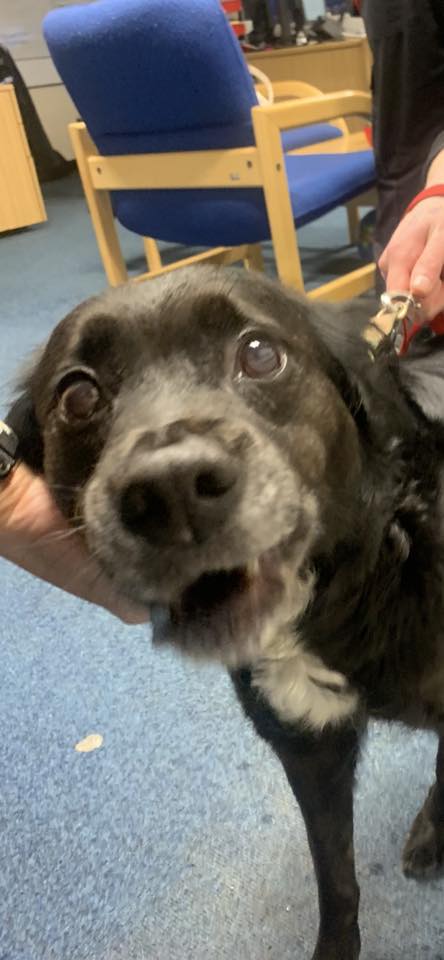 Please retweet, appeal for info for this female dog left tied to a bench #StanleyPark #WALTON #LIVERPOOL Found 1 Feb, had a red lead, green collar. Now in the council pound, heartbreaking! 💔 DETAILS 👇 facebook.com/groups/1625885… #dogs