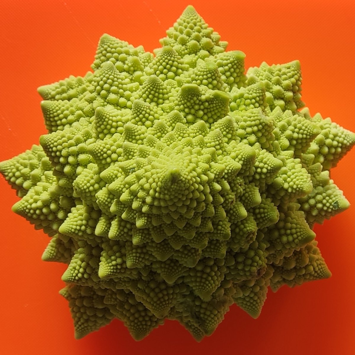 EfectoDelOrden's tweet image. Belleza sin aditivos
#geometriasagrada #fractal #geometryinnature #fractalnature