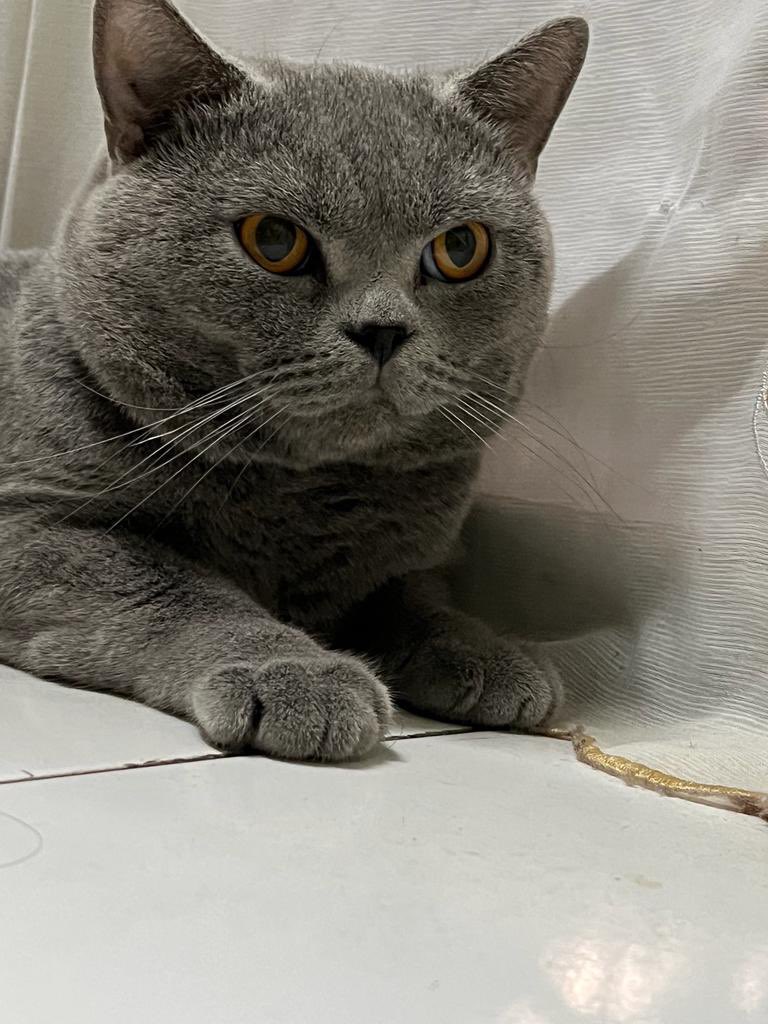 mardhea_oi's tweet photo. Anyone nak mating kan kucing? Nak kawenkan kucing i. My bsh male cari girlfriend ni. Area klang shah alam. Anak bahagi dua. #catmating https://t.co/MUVVcOXfgG