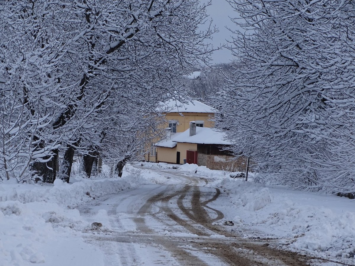 Plumforestpatchbg tweet media