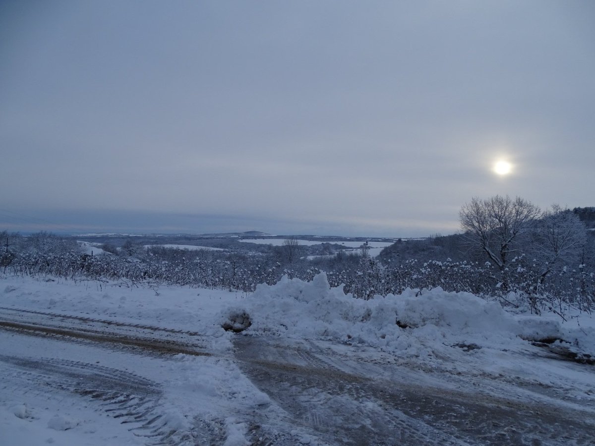 Plumforestpatchbg tweet media