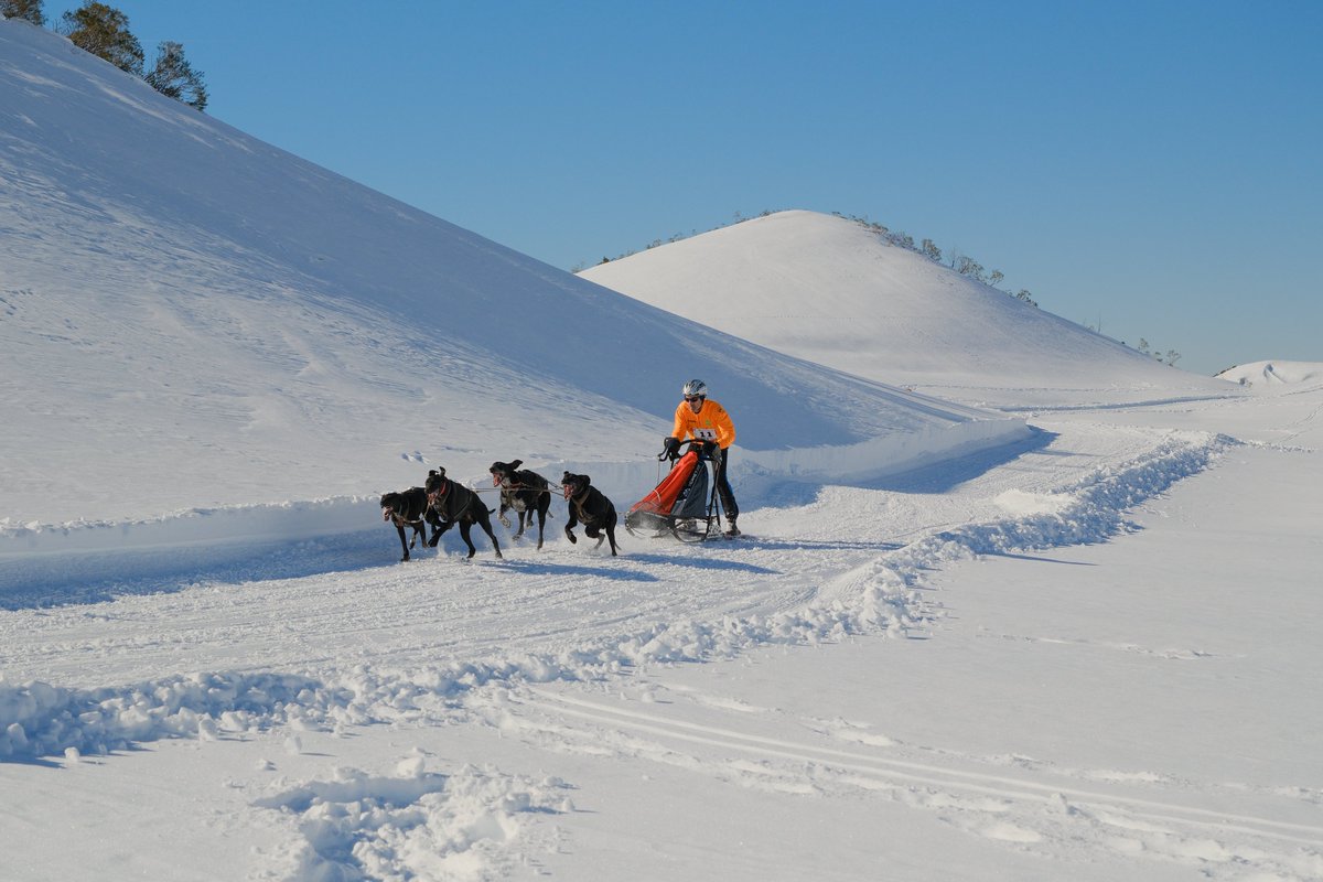 Galería de imágenes del campeonato de Mushing de Castilla y León, celebrado en el Puerto de Vegarada (Valdelugueros) en febrero de 2023. 

Espero que os gusten 🙂

fotografia.lopezinfante.es/galleries/mush… <a href="/clubmushingleon/">Club Mushing León</a>