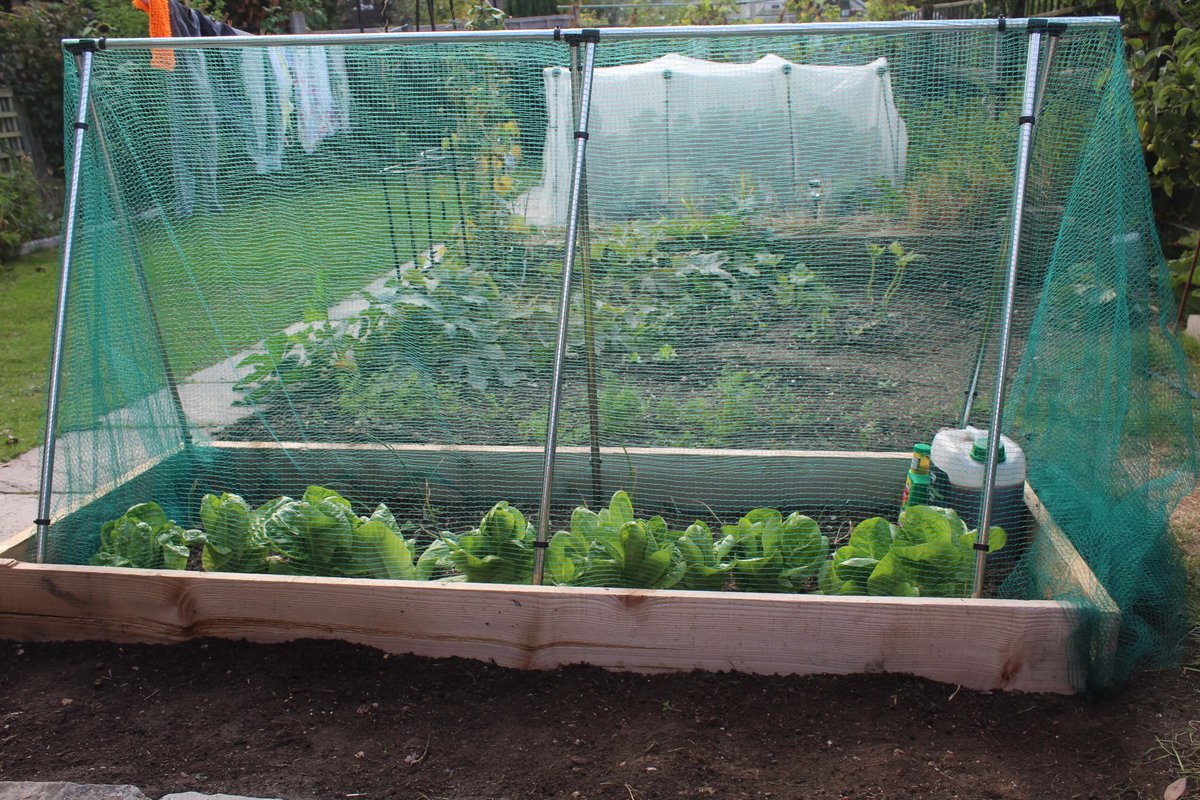GardenNaturally's tweet photo. Are you looking for a versatile and effective way to protect your fruits, vegetables, and flowers? 

Look no further than the Gardening Naturally A-Frame!

https://t.co/8XWTJzZuMY https://t.co/T6QDIzlUMS