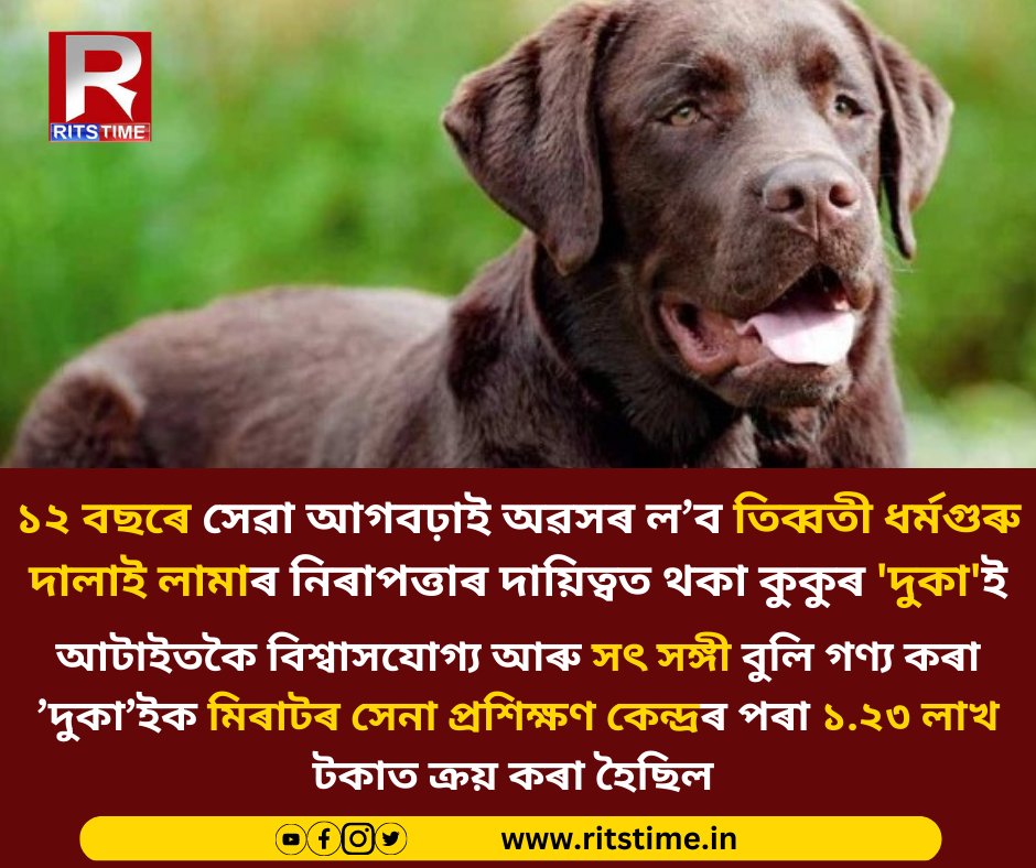 rits_time2's tweet photo. ১২ বছৰে সেৱা আগবঢ়াই অৱসৰ ল’ব তিব্বতী ধৰ্মগুৰু দালাই লামাৰ নিৰাপত্তাৰ দায়িত্বত থকা কুকুৰ ’দুকা’ই

@DalaiLama #dog #retirement #Ritstime https://t.co/tSw8k9K6Nt