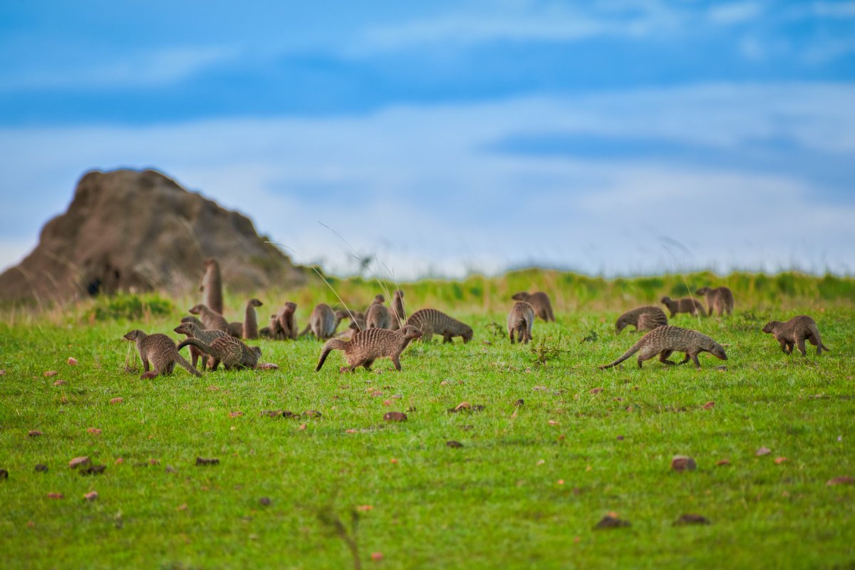 bownaankamal's tweet photo. Don’t search for a magical land in the movies…It is here.. our earth and in the wild…Love it, Cherish and protect it.
🐾 Masai Mara | Kenya
#bownaankamal #mungosmungo #africanwildlife #bandedmongoose #masaimaranationalreserve #thisismykenya
@natgeowild @NatGeoYourShot https://t.co/0vxpd5ahd3
