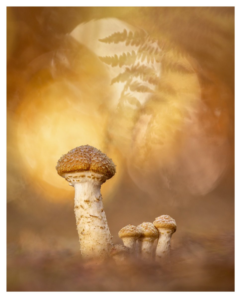 Jay Birmingham tweet media