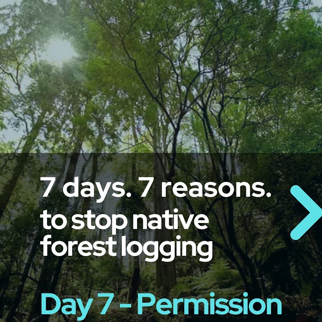 Sophie__Torney's tweet image. Day 7, reason 7

92% of Victorians don&apos;t want our native forests logged. 

Why is the government ignoring them?

#auspol #springst #stopnativelogging