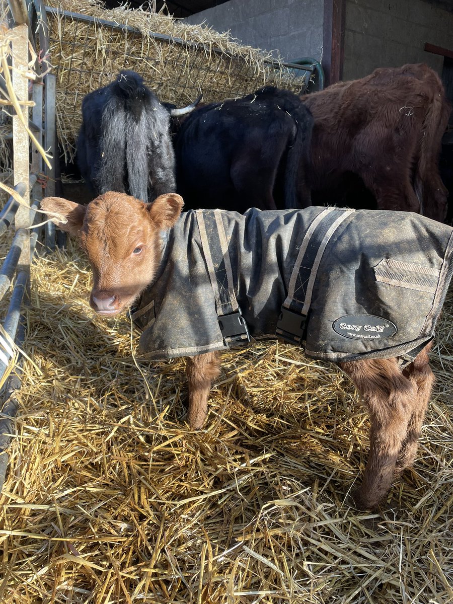 ReeveHelen's tweet photo. My little mate likes waiting for me near the gate these days #newlittlebuddy #minimoo https://t.co/vzmly8BC1F