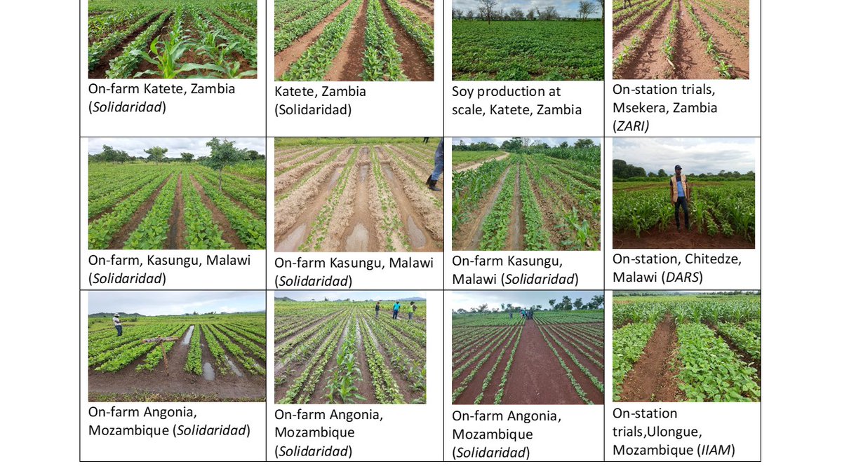 The last week was busy as we toured our newly established Soy Use Case @ScalingAgronomy   in Malawi, Mozambique and Zambia that will help inform our Soybean Scaling App which will give site specific agronomic recommendations to farmers in the Chinyanja Triangle.