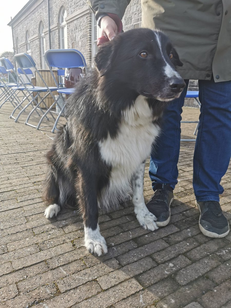 RichBarracks's tweet photo. Look at Solo! Our first canine visitor today. A Welsh Collie, he loves good scratches, a great run and getting out and about!
#dogsofdublin #dogsofrichmondbarracks #dogswelcome #madra #madrai #dogfriendly #dogsofd8 https://t.co/7LXpNUZMjA
