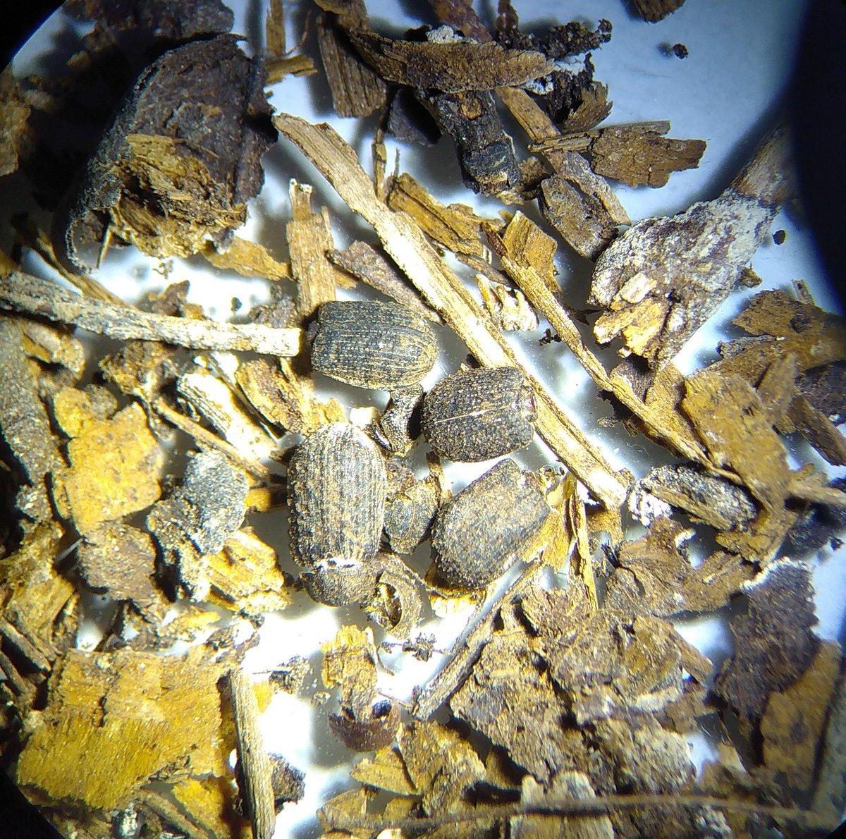 A graveyard of Trox scaber parts mainly elytra and pronotum from an old Tawny Owl nest box, Nottinghamshire. #Trogidae <a href="/ColSocBI/">Coleopterists Society of Britain and Ireland</a>
