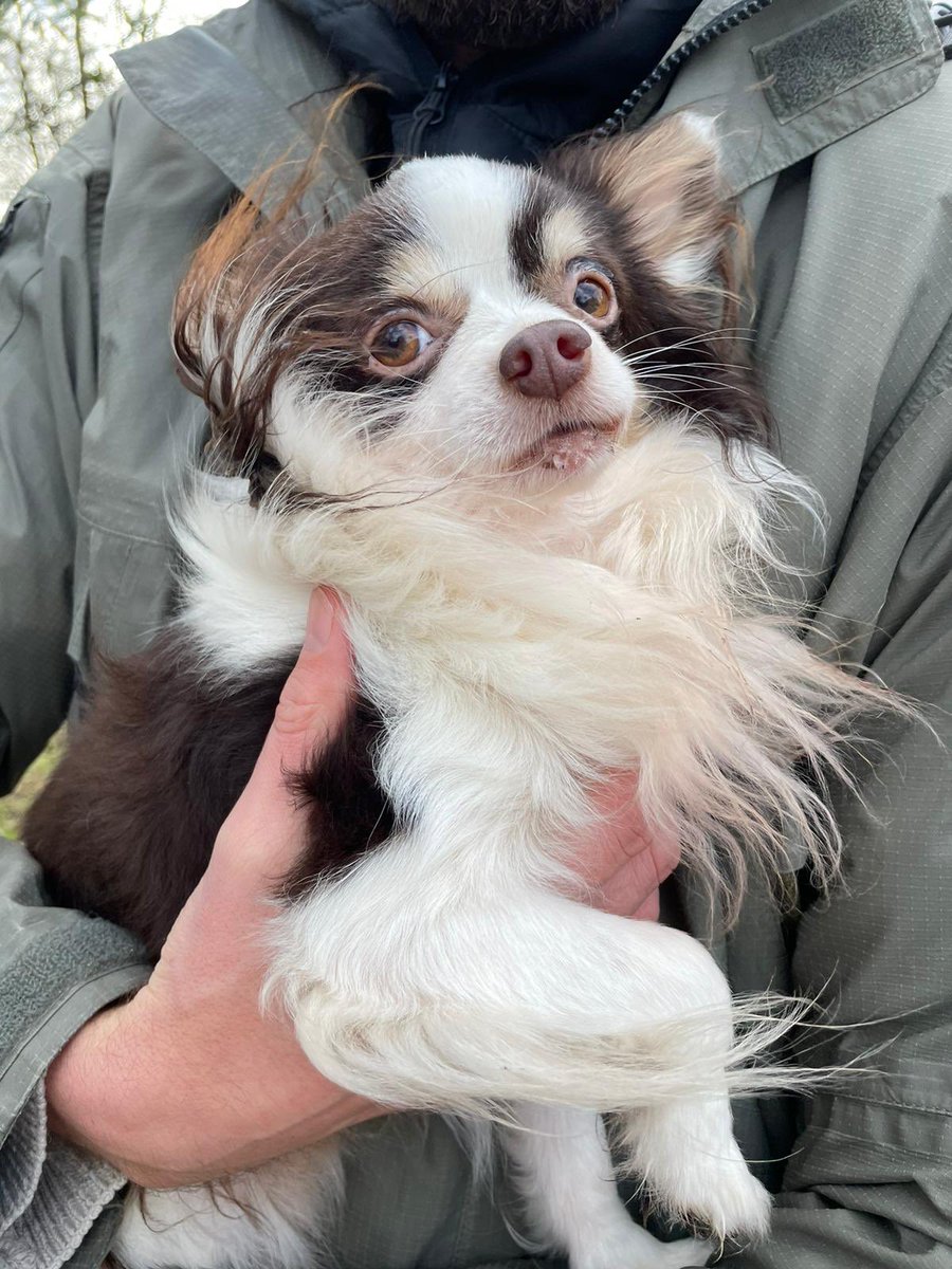 Hellup! Dit mannetje liep zonder begeleiding alleen in het #Noorderpark Buitenlandse chip en niemand die ons belt dat het beestje gemist wordt #twittermagic #chihuahua #vermist #gevonden
