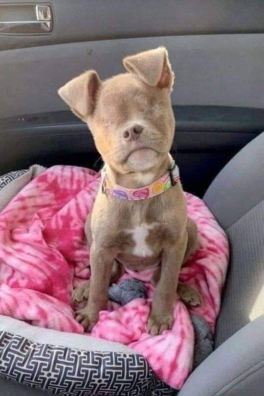 Dogs Space 🐶❤ tweet media