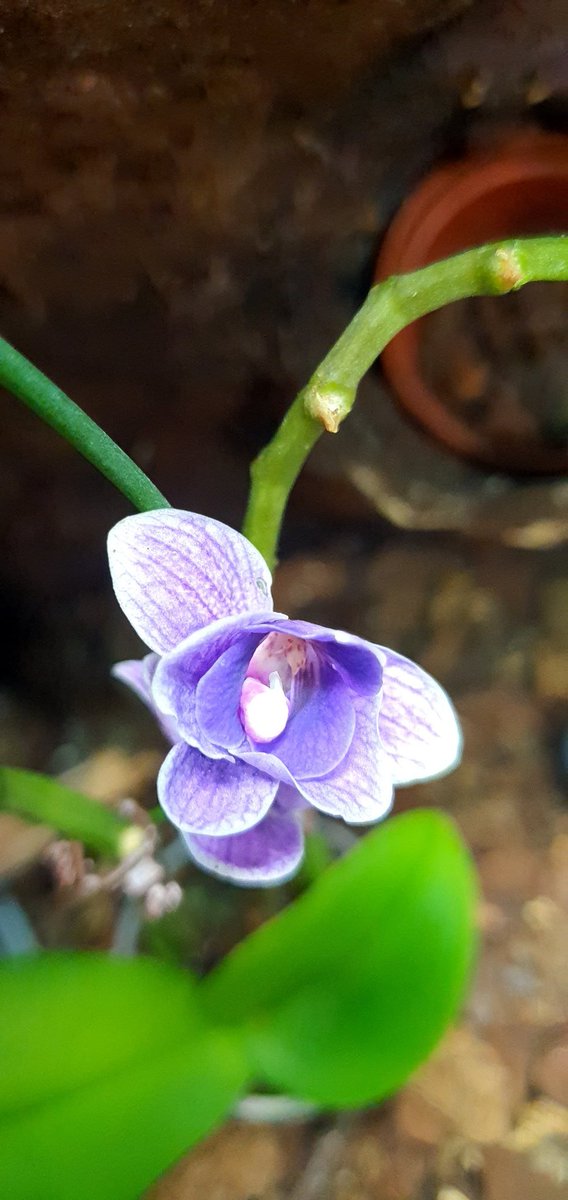 JacakKamila's tweet photo. #orchid #photooftheday https://t.co/EUCqExzAwQ