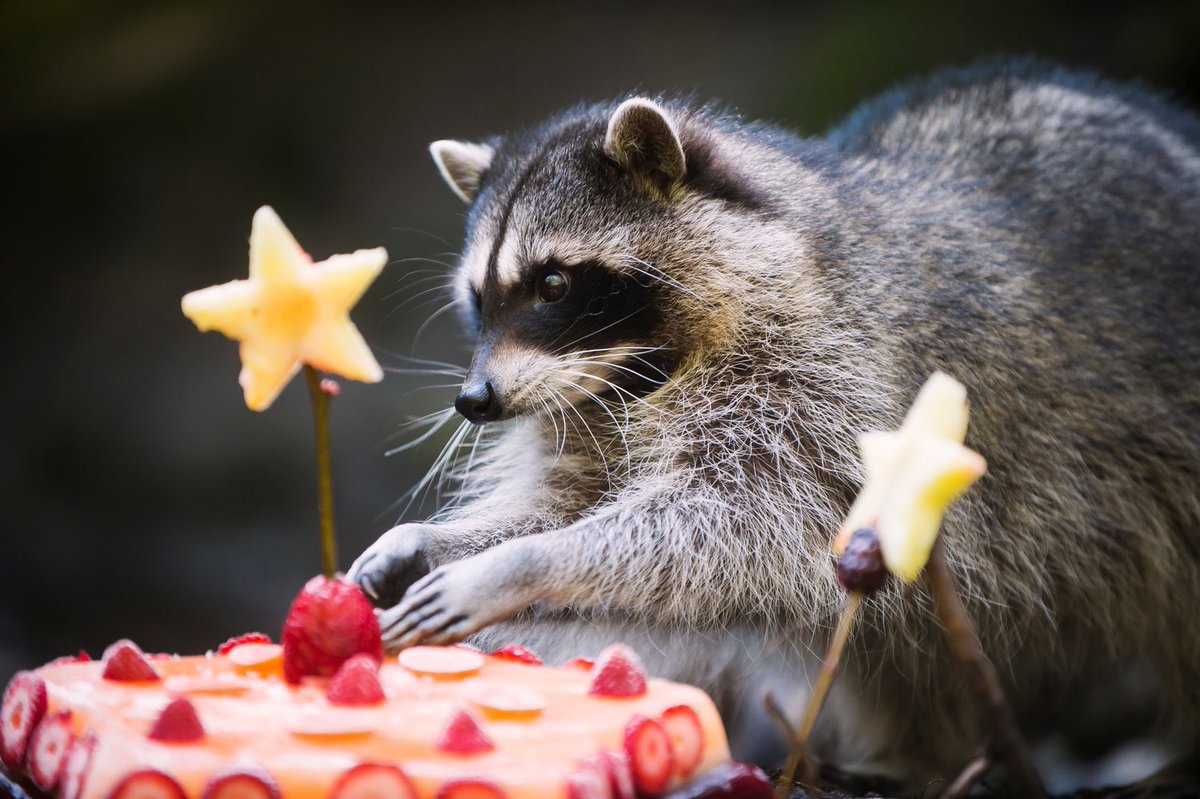 raccoonhourly's tweet photo. https://t.co/rCmhOwfm74