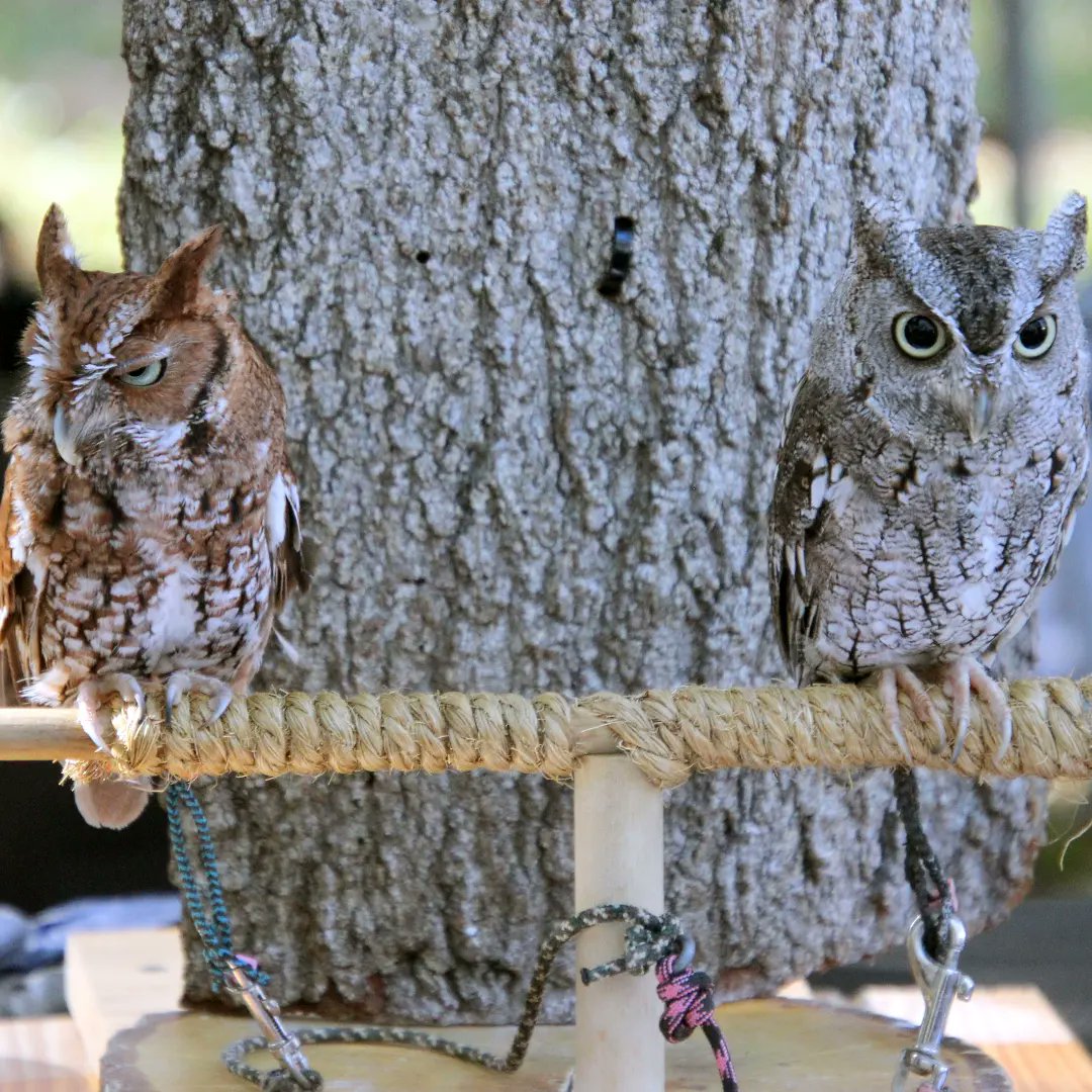 Had a fantastic time at #Raptorfest yesterday A must-do every year! #peregrinefalcon #harrishawk #greathornedowl #screechowl #birdsofpreyknowtheyrecool #boydhillnaturepreserve #photography