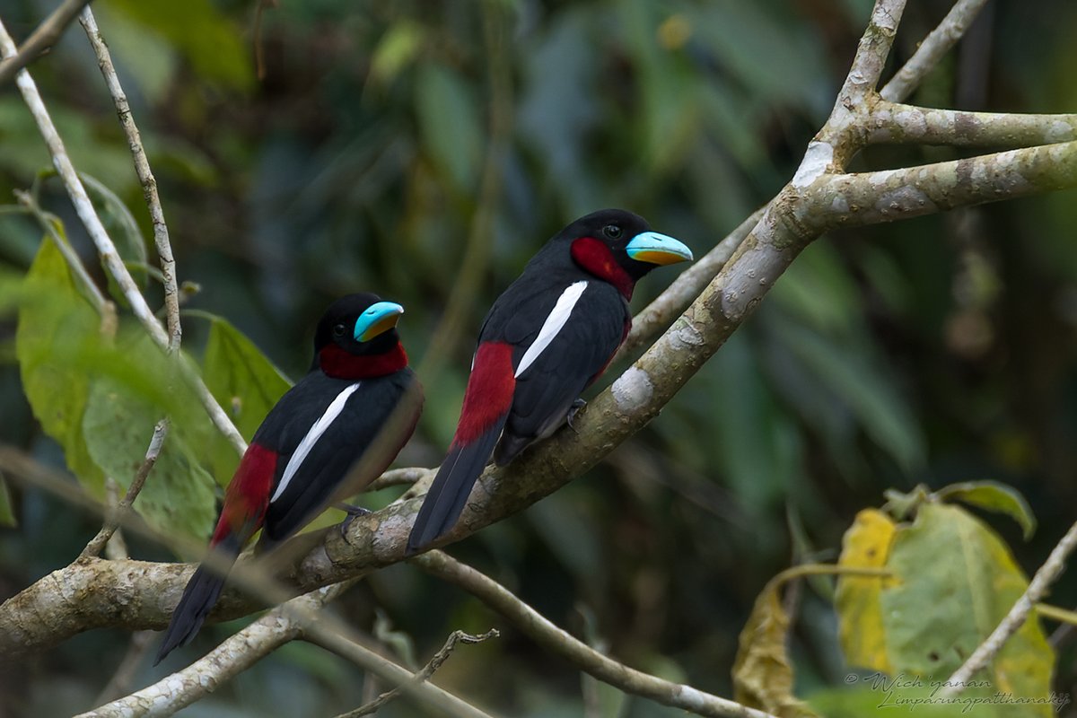 Wich’yanan L 🐍 ||| (@jayshrike) on Twitter photo A Black-and-red Broadbill pair from the ongoing <a href="/Birdfinders/">Vaughan Ashby</a> #Thailand tour yesterday. Day 4 now with over 250 #bird species recorded
#birdphotography #birds #birding #birdwatching #wildlifephotography #NatureBeauty #BirdsOfTwitter #NaturePhotography #naturelovers #wild #tourism A Black-and-red Broadbill pair from the ongoing <a href="/Birdfinders/">Vaughan Ashby</a> #Thailand tour yesterday. Day 4 now with over 250 #bird species recorded
#birdphotography #birds #birding #birdwatching #wildlifephotography #NatureBeauty #BirdsOfTwitter #NaturePhotography #naturelovers #wild #tourism