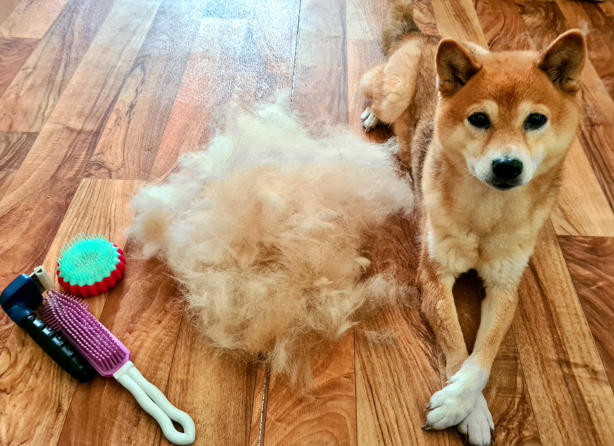 Beginning of February
0 degrees 
My dog: 'perfect time for the summer coat'
🙈😂
#shiba #dogsoftwitter #dogfur #fluffy