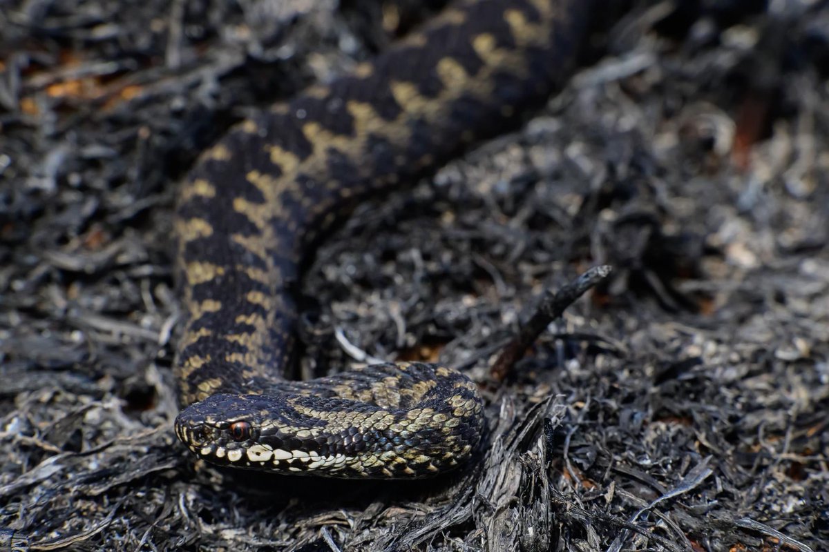 slippery42's tweet photo. Utter devastation on my 49 year study site. Upland “moor management” at its worst. 3 adder hibernacula impacted adder adders deprived of cover at a critical time  #winterwatch #bbcwildlife #adders #wildlife #froglife #chrispackham #springwatch #naturalists https://t.co/8k9sggF3IO