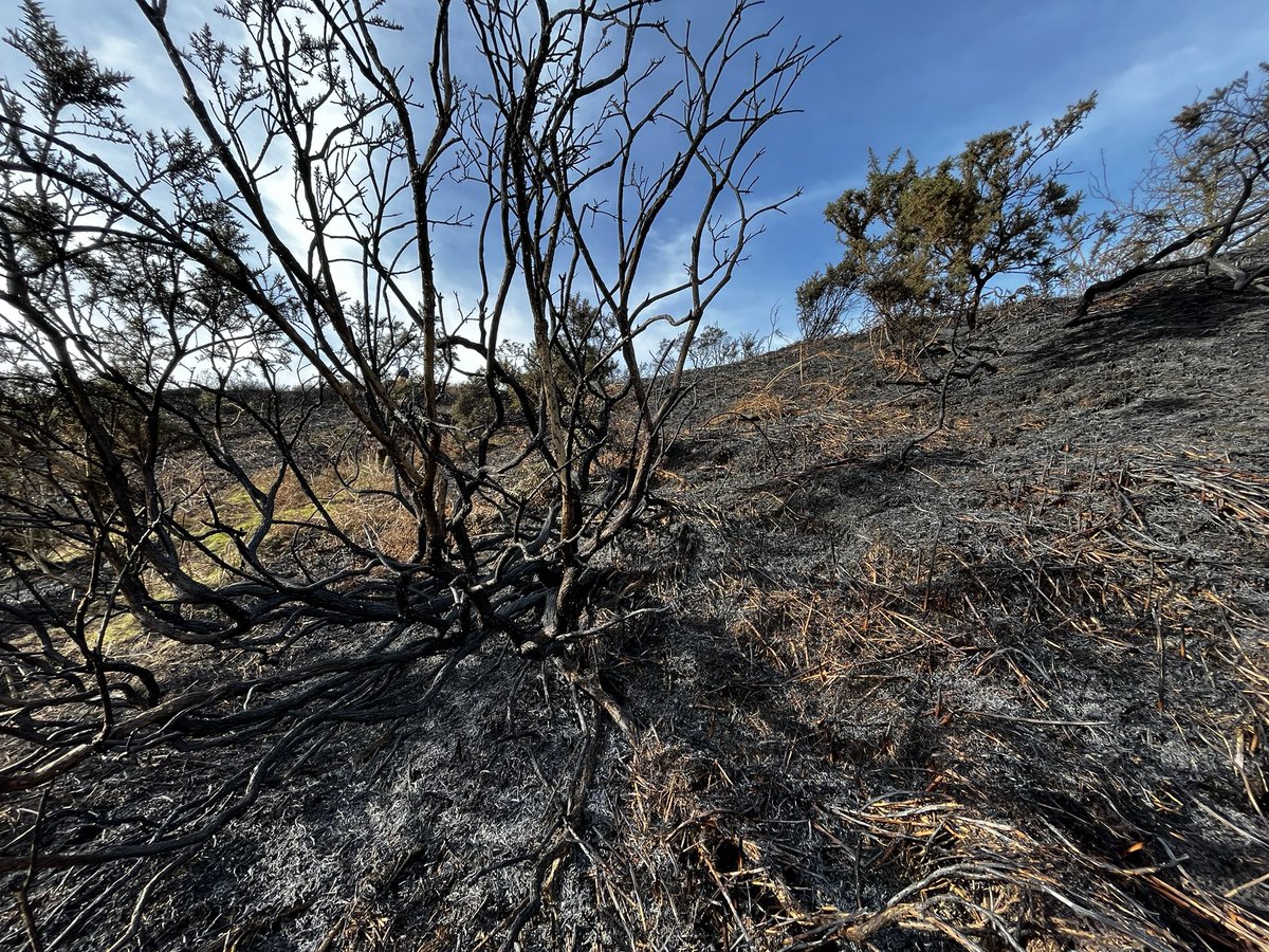 Utter devastation on my 49 year study site. Upland “moor management” at its worst. 3 adder hibernacula impacted adder adders deprived of cover at a critical time  #winterwatch #bbcwildlife #adders #wildlife #froglife #chrispackham #springwatch #naturalists