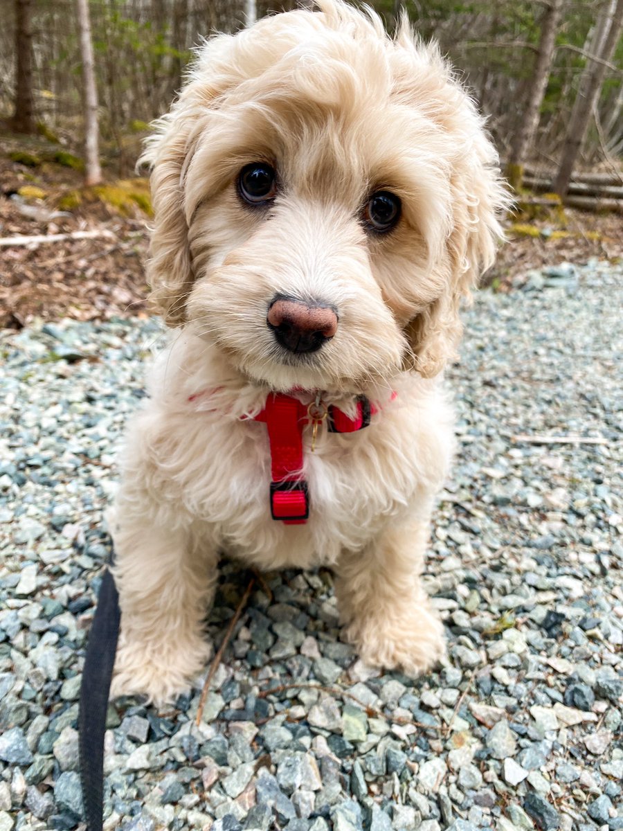 Shannon MacLennan tweet media