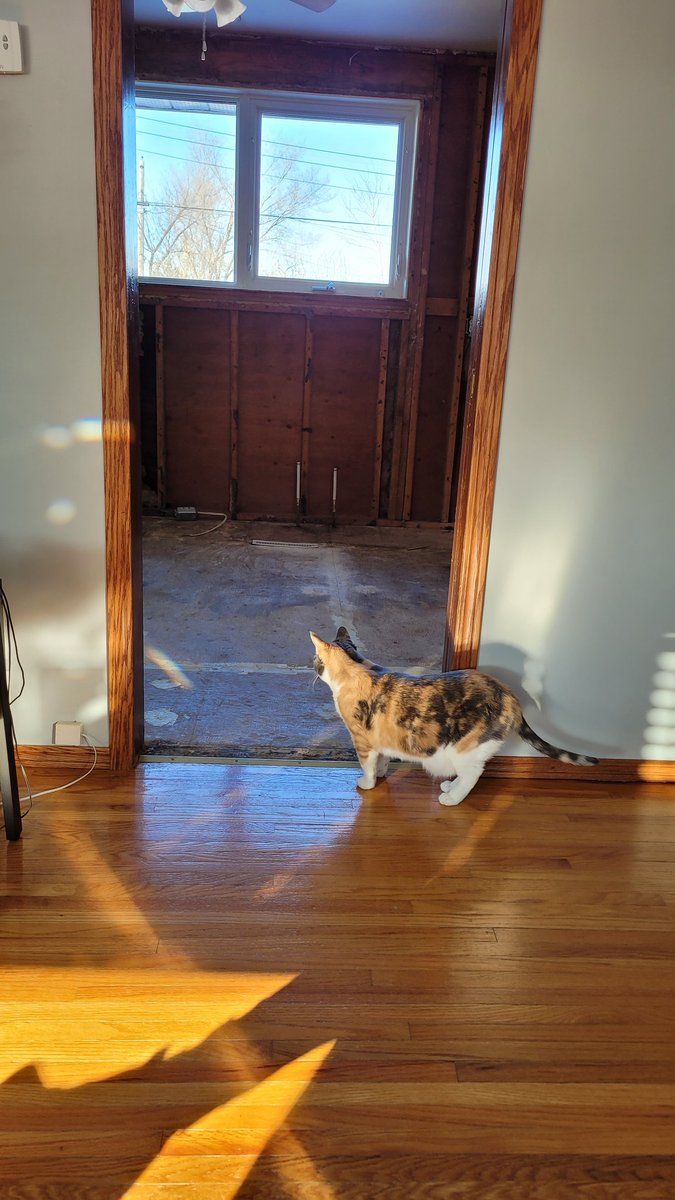 fishergirl39's tweet photo. Abbey is still curious about the state of the kitchen. We had to cover the hole behind the plumbing leading to the tub. Figured she would crawl behind there & we would never get her out #kitchenrenos https://t.co/bijqzc4fkO