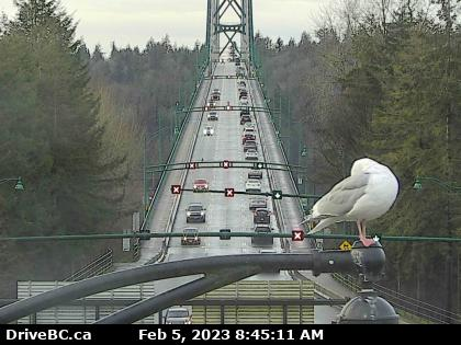 NewsRadioVAN's tweet image. #LionsGateBridge No delays on the bridge. In the middle of a lane flip. Traffic is going at a good pace. #StopandGo checking his butt perhaps. Fun fact: Birds can&apos;t rotate completely their heads 360 degrees but an owl can almost do it to 270 degrees.