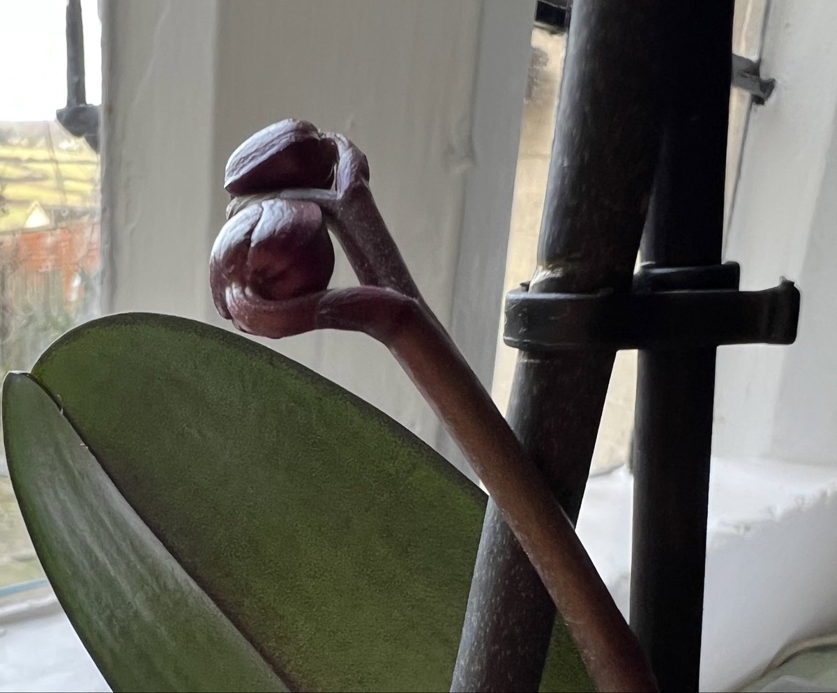 Emma Samms MBE tweet media