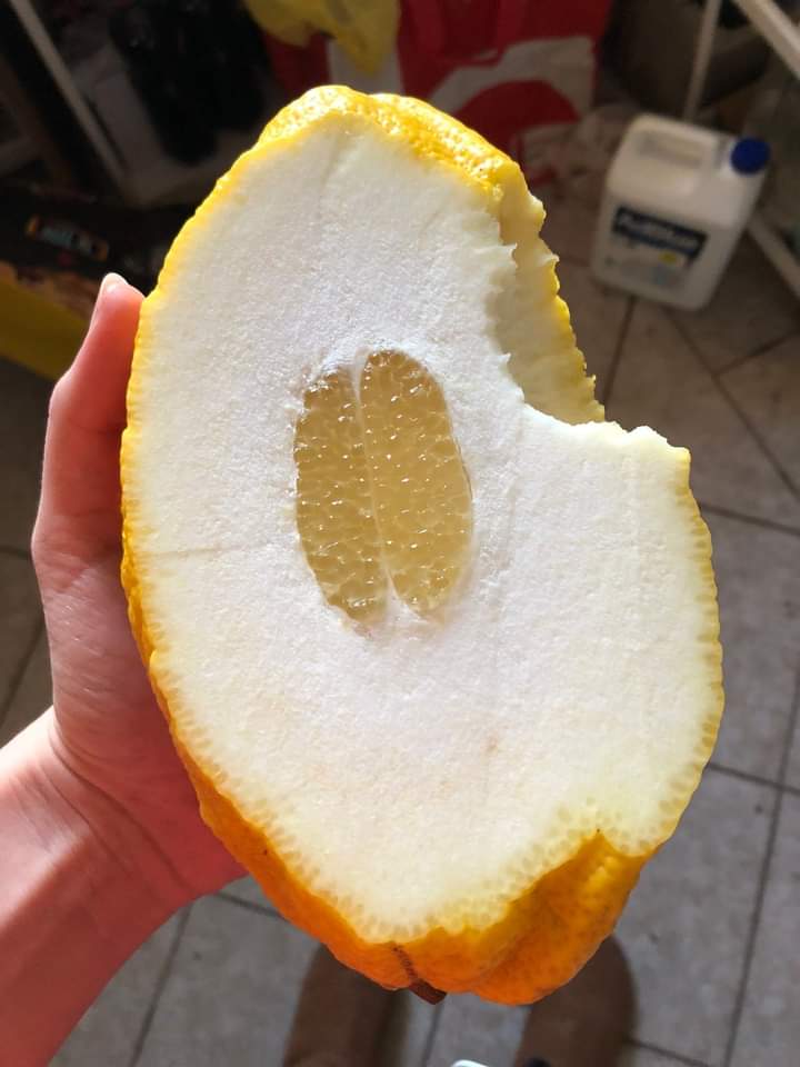 when life gives you lemons, make lemonade

the lemon: