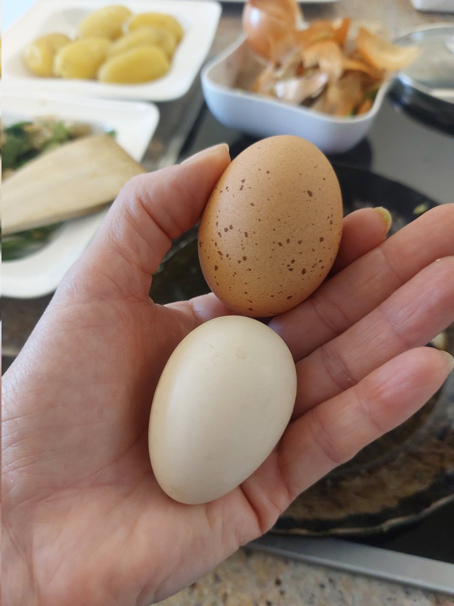 GrunzeugD's tweet image. #Spiegelei von #Zwergwelsumer und #Seidenhuhn