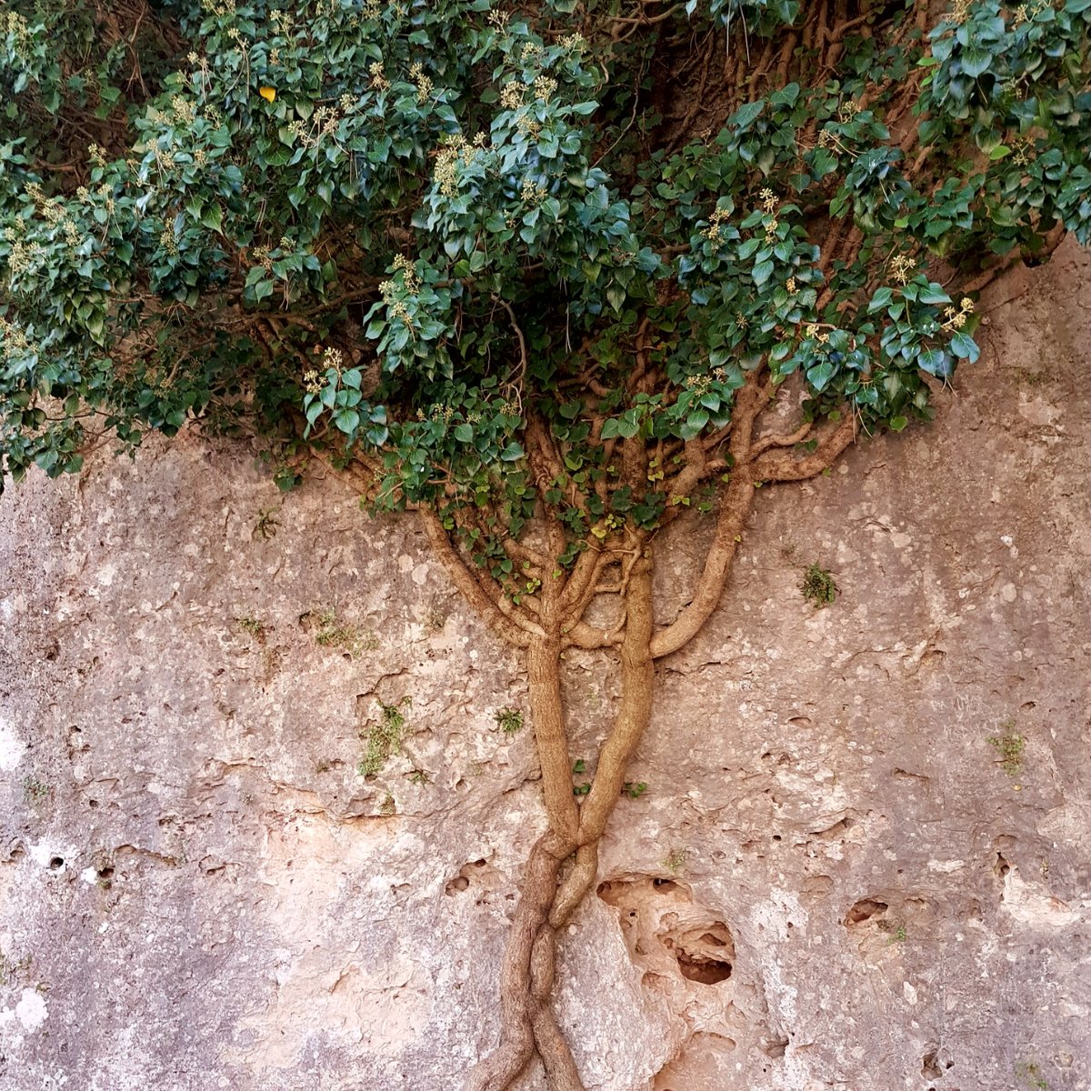 cuenqueando's tweet image. ¡¡𝗨𝗟𝗧𝗜𝗠𝗔𝗦 𝗣𝗟𝗔𝗭𝗔𝗦!! Aún puedes reservar tu plaza para el Cuenca Tour de mañana lunes. Alucina en el Ventano del Diablo, sorpréndete en la Ciudad Encantada y emociónate con la ciudad de Cuenca... Te vienes? Reservas: cuenqueando.com