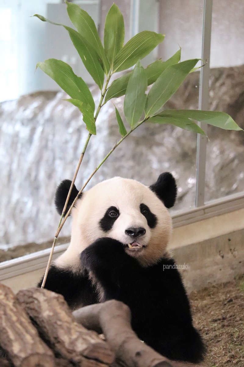 sasa_pandasuki's tweet image. 桜浜、どこに行っても推しであることに変わらないよ