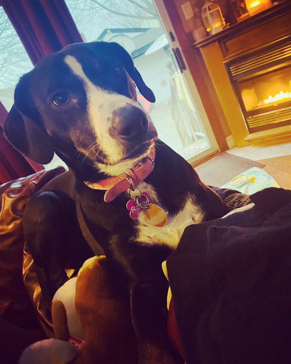Kate29153461's tweet photo. @BrittanyBabc7 Good morning from Rosey💖 https://t.co/E4msxyDeiZ