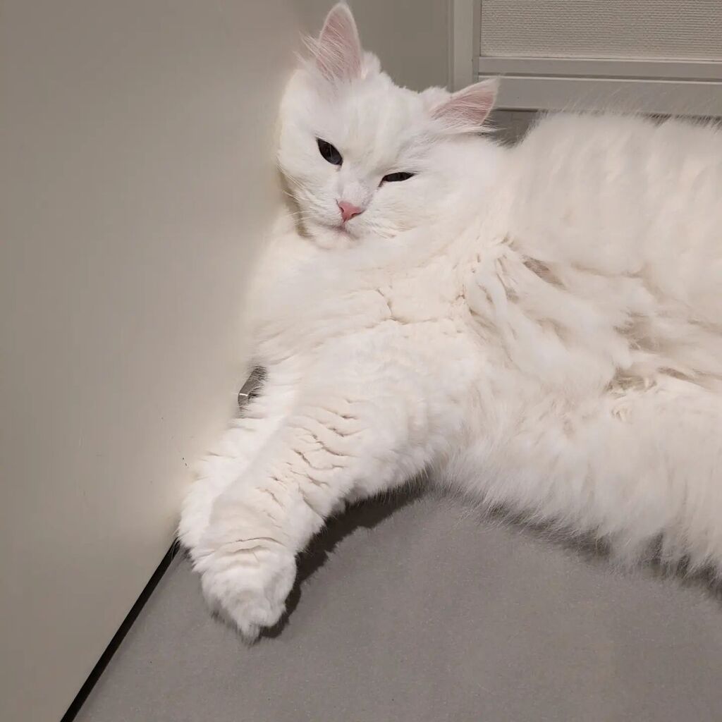 rosa2020071's tweet photo. #cat #CatsOfTwitter #ねこ from https://t.co/CG6HDm9aY4 https://t.co/75ikAYipsk
