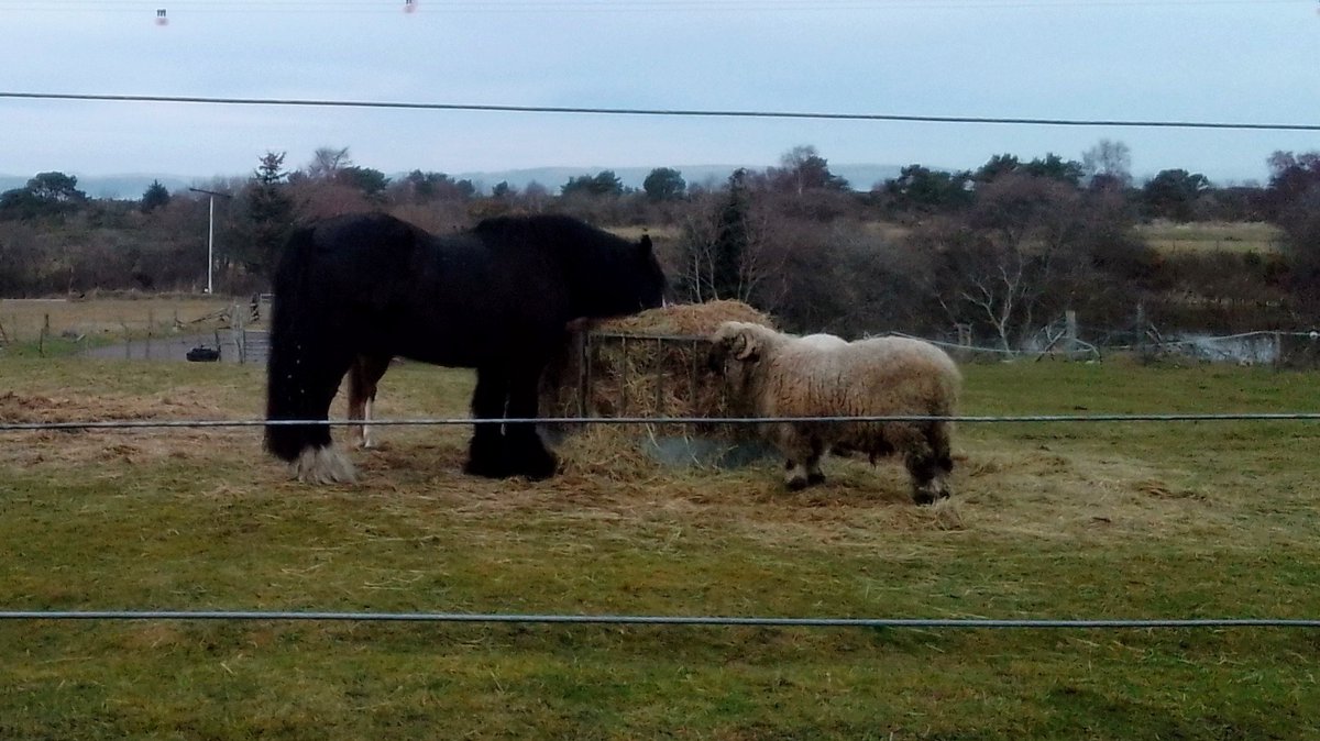 DavidRoger1951's tweet photo. Monster sheep at #Kingsteps (cf the horse) ππ€ https://t.co/u8p5bj9X67