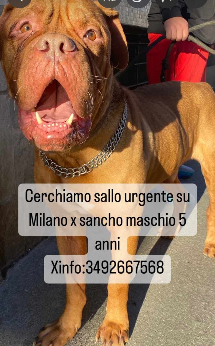 partigianovegan's tweet photo. Se potete aiutare anche con un retweet 🙏grazie!!! https://t.co/Z7or7y2icQ