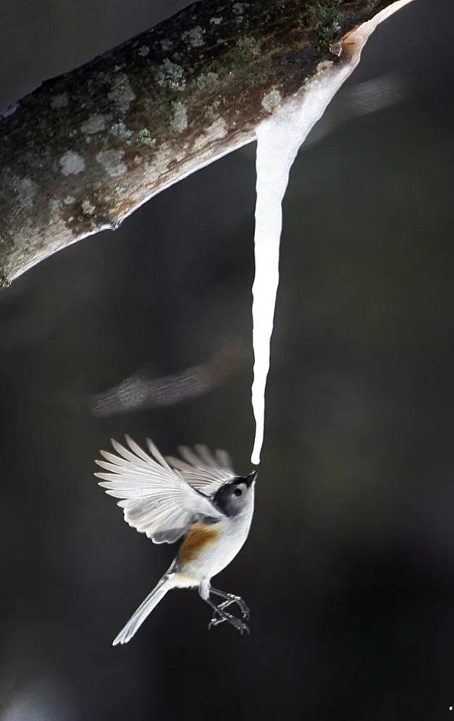 Nature_Is_Lit's tweet photo. 🔥 This bird, drinking from a melting icicle https://t.co/uVu12a0g0n https://t.co/gF257nQEVO