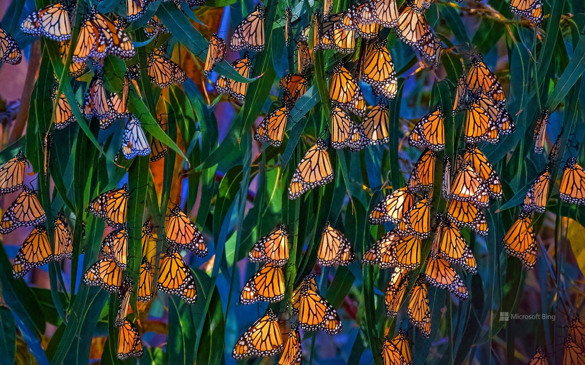 owl-fowl-on-twitter-monach-butterflies-at-pismo-beach-california