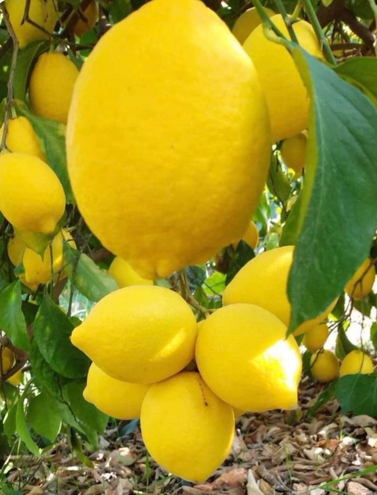 Mehmetuysal3333's tweet photo. #LimonStopLimoncuStop #RTErdogan https://t.co/e1bKYi9z5A