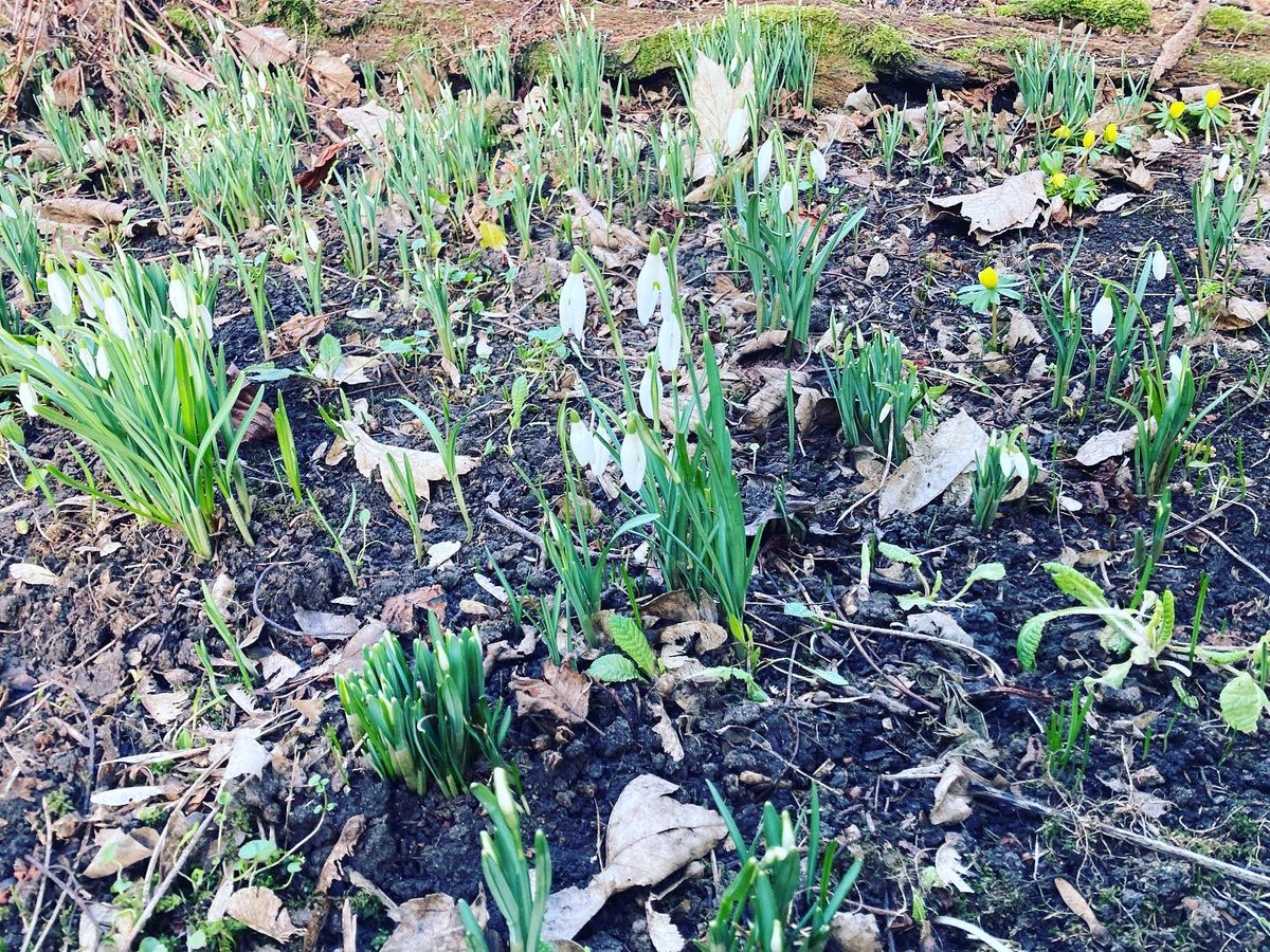Snowdrops!
Thank you for everyone who attended our snowdrop day this morning. It’s been wonderful welcoming so many visitors to see our magical flowers.
#snowdrops #coppedhall #spring