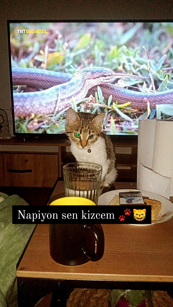 Alper Ayata (@alperayata) on Twitter photo 