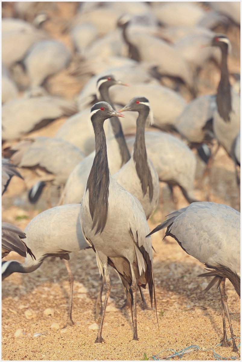 anveekshikee's tweet photo. #kheechan #phalodi #demoicellecranes #migratorybirds Travel With us #travelwithus #wildlifephotography https://t.co/3ifyqXuzj3