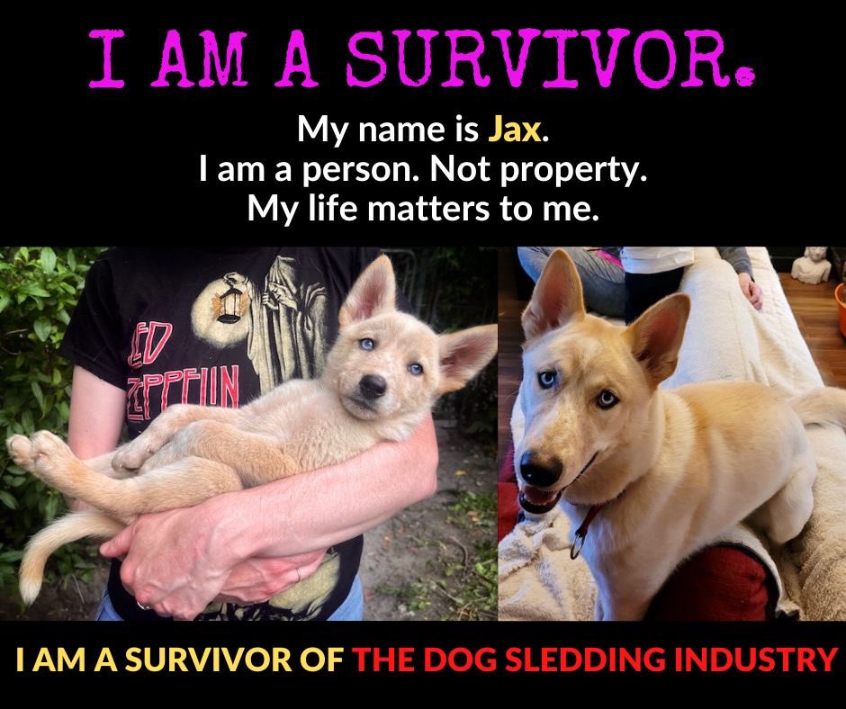 ETDSI's tweet photo. Meet JAX! ❤️

#chenillapoursuite #dogsledding #endthedogsleddingindustry #dontgodogsledding #rescuedogs 

https://t.co/sQ77tn9c6B https://t.co/SInYPXC7AK
