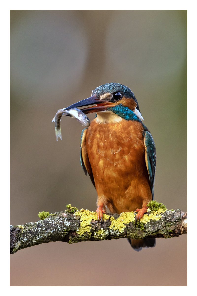 Sunday lunch ? <a href="/serudd1960/">Susan Rudd</a> <a href="/iandt53/">Ian Thomson</a> <a href="/eltvasconcelos/">Emma</a> <a href="/5Naureen/">Naureen Khalid</a> <a href="/VenablesJayne/">Jayne Venables</a> <a href="/FrostlynneLynn/">Lynne Frost</a> <a href="/LynnSampson68/">Lynn</a> <a href="/SafeSENCOSaeed/">Miss Saeed</a> <a href="/joecocker15/">John Cocker 🇺🇦</a>