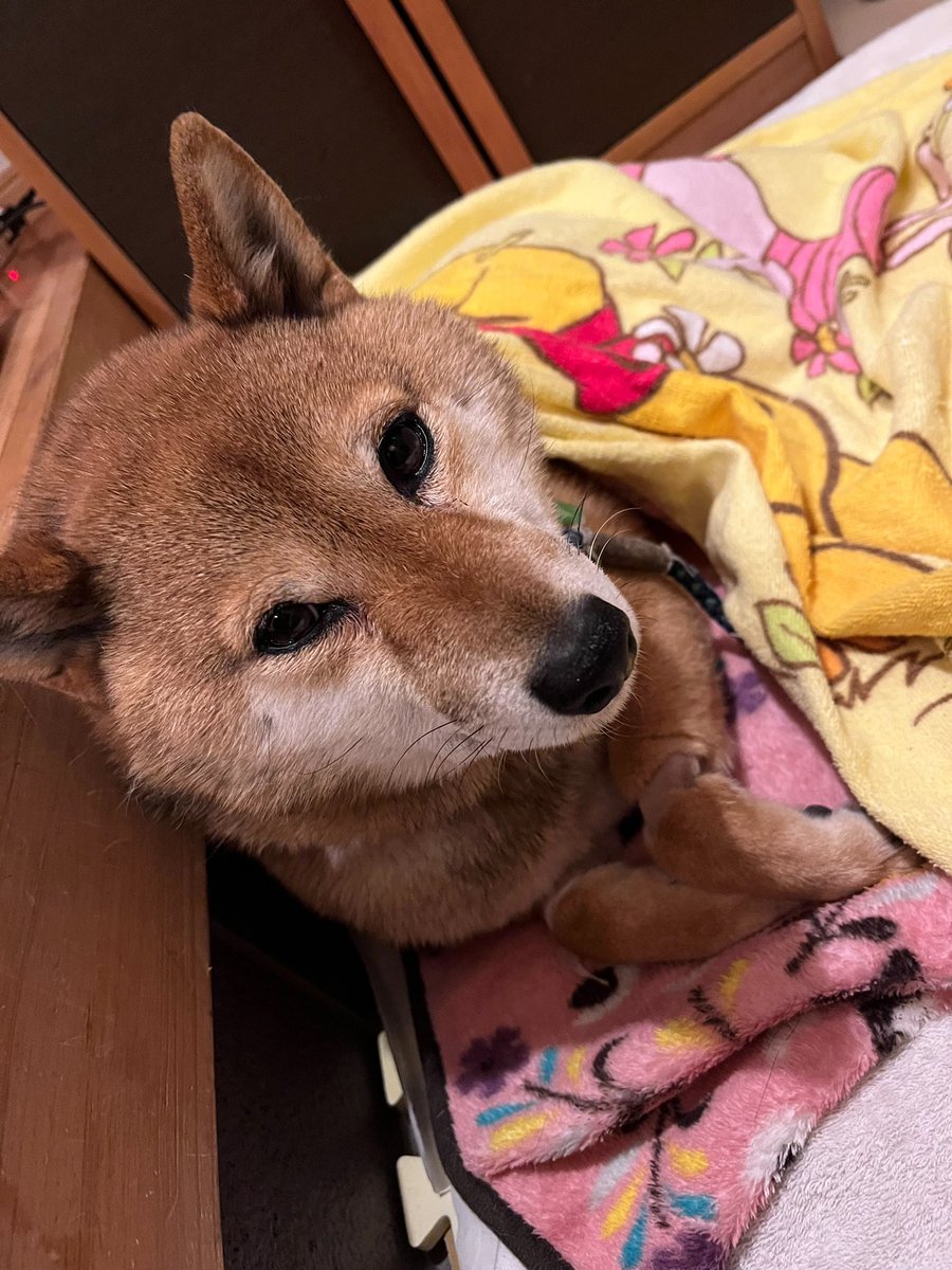 tyomokyan's tweet photo. 外におしっこへ連れ出したところ
元気だった時に自分がいた倉庫を遠目にジーッと見て、トコトコ行って水を探していたらしい。散歩から帰ってきた時のことを思い出したんだろうね。
手術まであと３日。頑張れハチ。 https://t.co/0kEtEvEjze