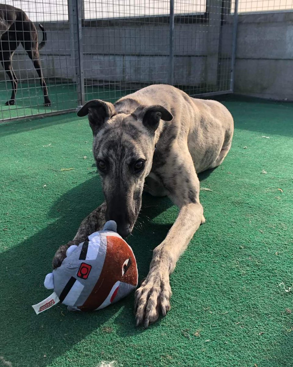 Greyhound Adoption @ Seaside Greyhounds tweet media